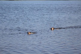 IMG 0754
